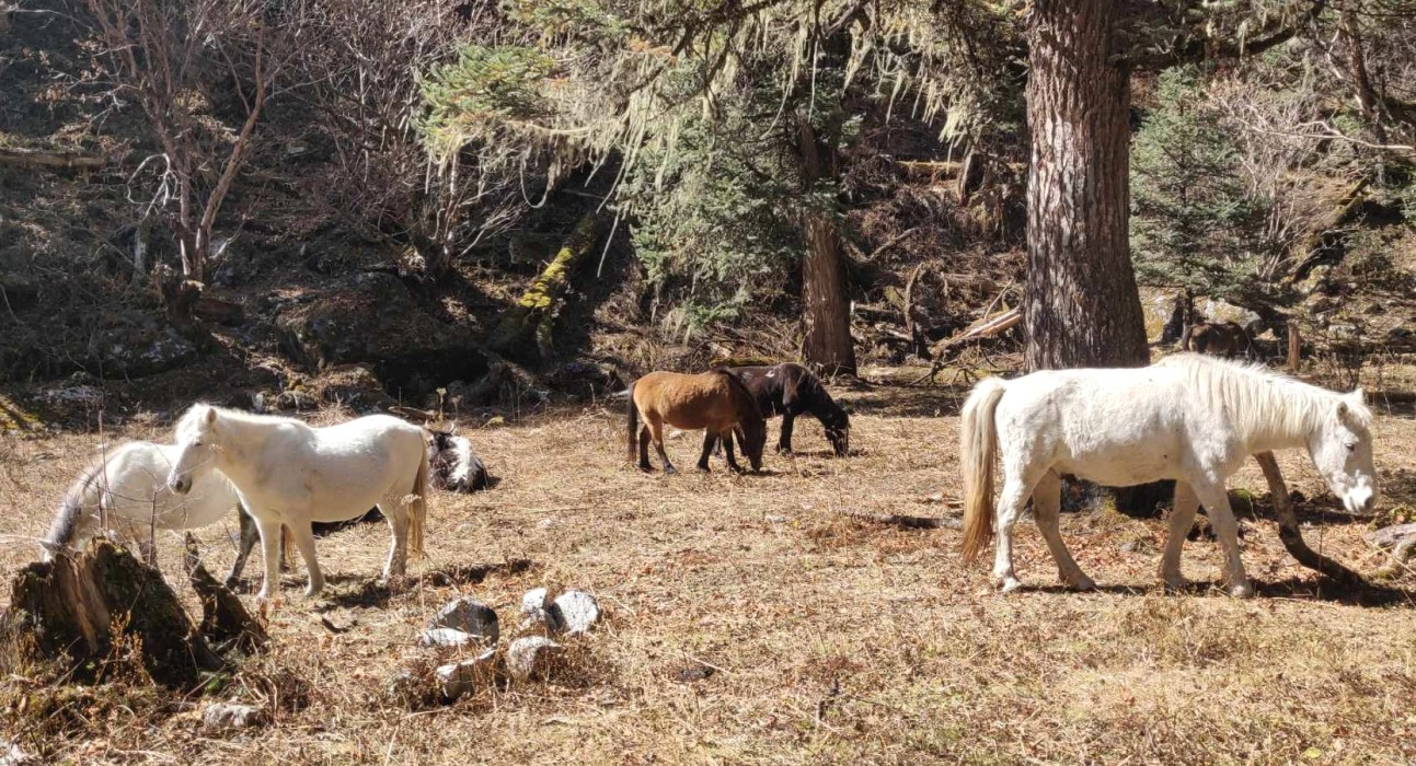 सडक नहुँदा घोडा बेच्न चीन पुग्नुपर्छ बिगु गाउँपालिकाको लप्चीबासीले 